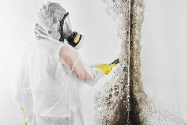 Best Best Mold Removal Companies  in Yorkville, NY