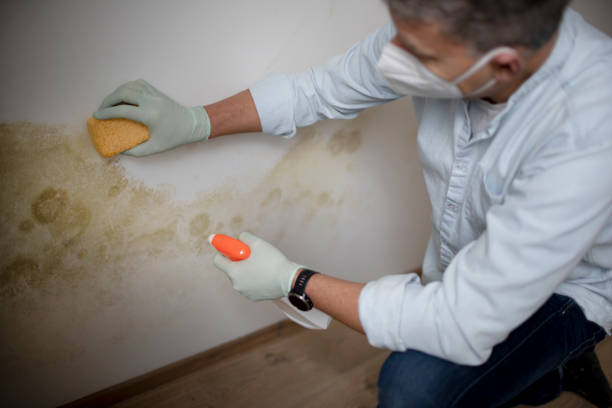 Best Residential Mold Removal  in Yorkville, NY