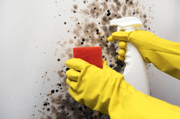 Best Mold Remediation  in Yorkville, NY