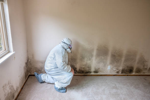 Best Best Mold Removal Companies  in Yorkville, NY