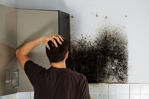 Crawl Space Mold Removal in Yorkville, NY